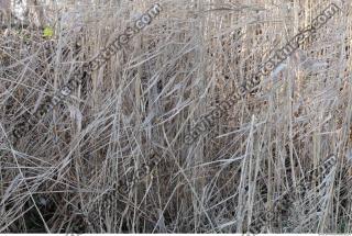 Photo Texture of Grass Tall 0002